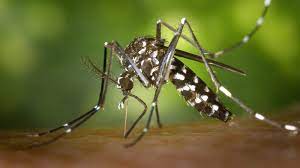 Brasil atinge a marca histórica de 2 milhões de casos de dengue