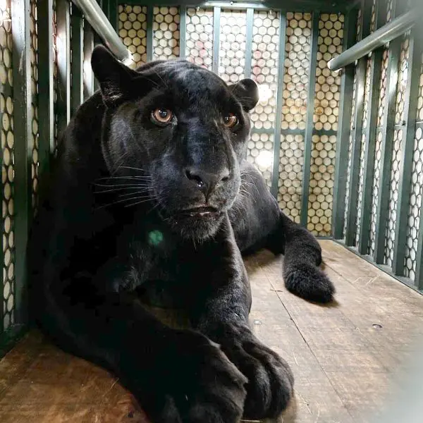 Wakanda para sempre: Pantera Negra chega ao Zoológico de Curitiba