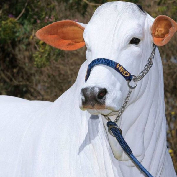 Vaca brasileira entra no Guinness Book após ser estimada em R$ 21 milhões