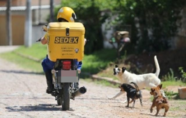 Câmara de vereadores aprova lei para multar donos de cães soltos na rua