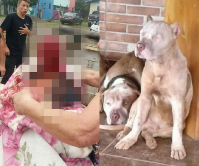 Homem morre após ser atacado por 4 pitbulls