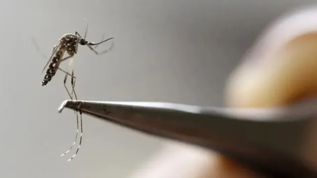 Paraná registra mais 37 mortes por dengue