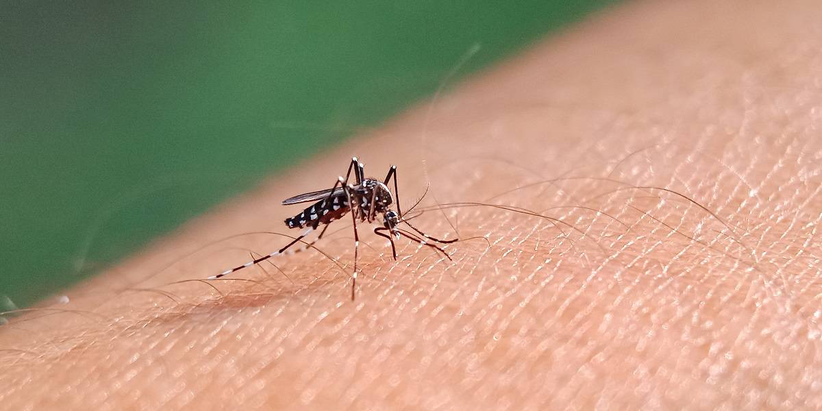 Ponta Grossa registra 2ª morte por dengue em 2024