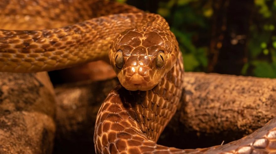 Idosa leva susto ao ver cobra e morre após parada cardiorrespiratória