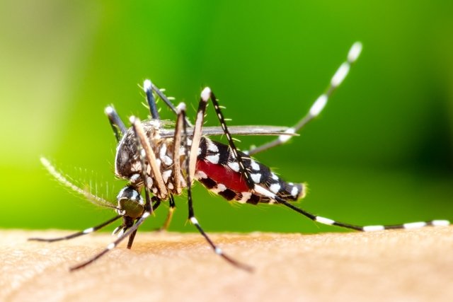 Prefeitura decreta estado de emergência e epidemia de dengue