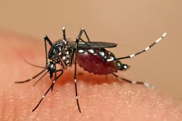 Paraná registra mais 42 mortes por dengue