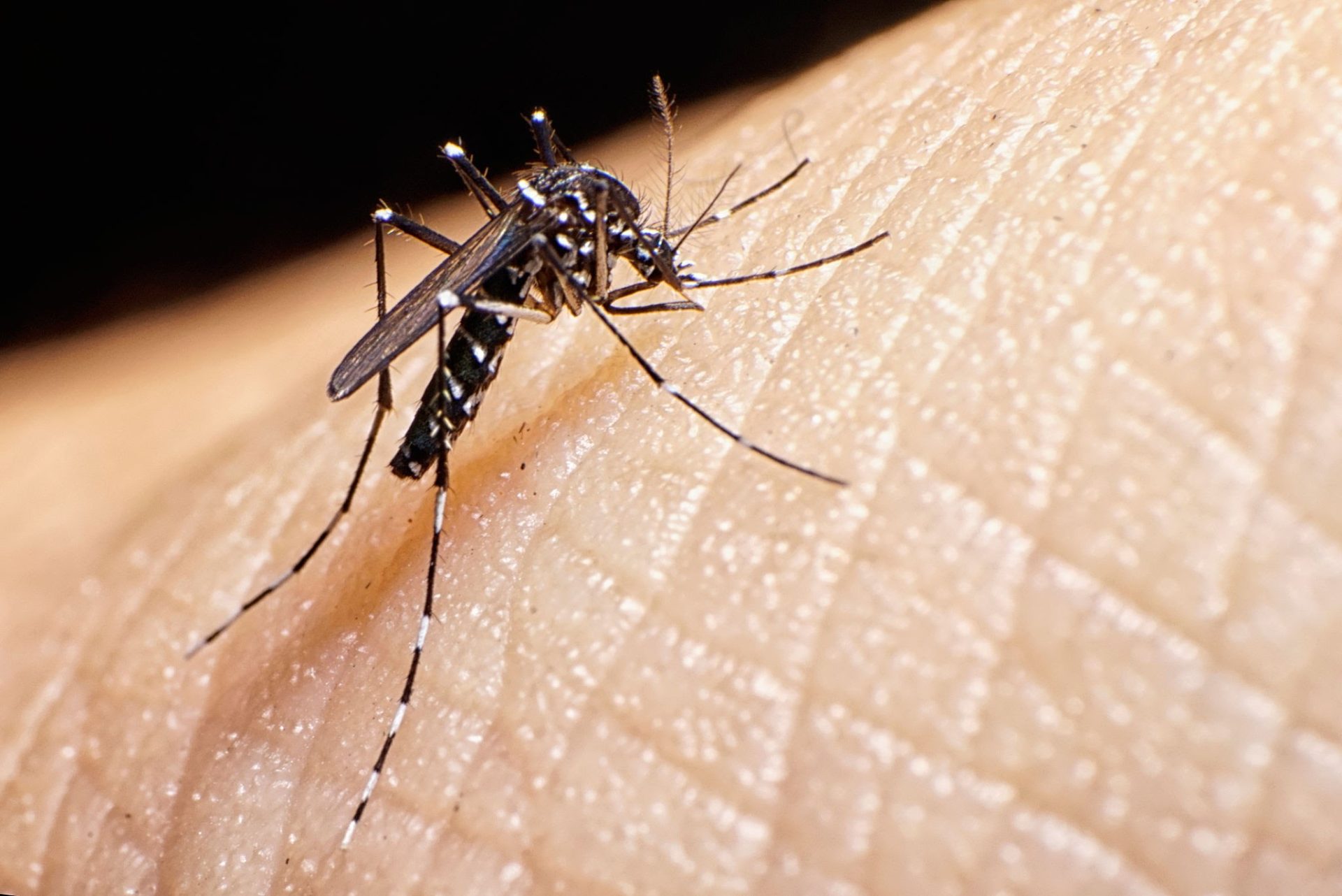 Confirmadas mais duas mortes por dengue em Ponta Grossa