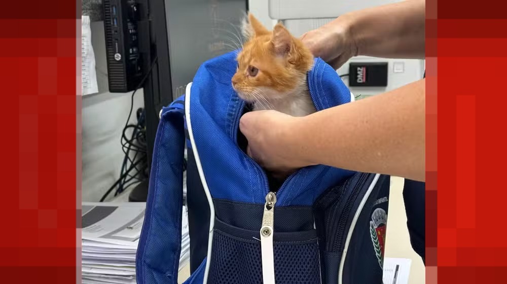 ALERTA DE FOFURA: Bebê de 2 anos leva gato escondido na mochila até o CMEI