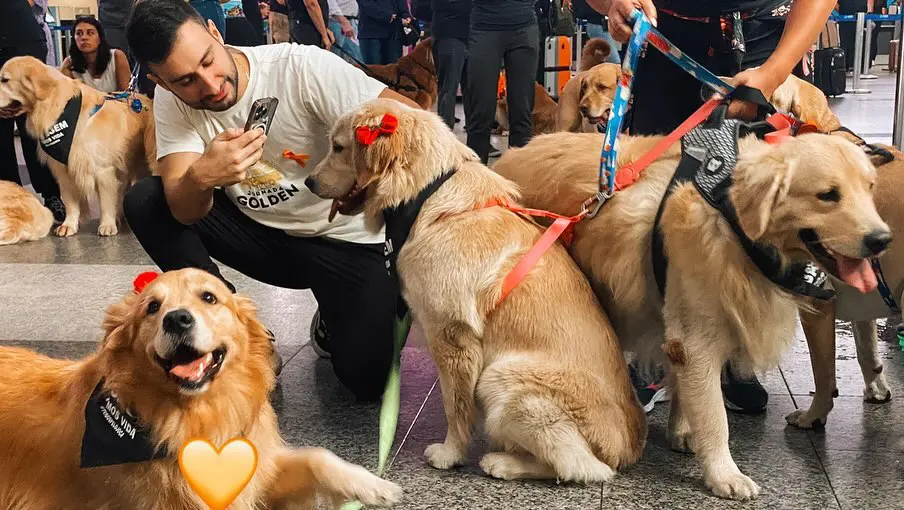 Lei Joca: Projeto de lei aprovado promete mudança no transporte de animais em aviões