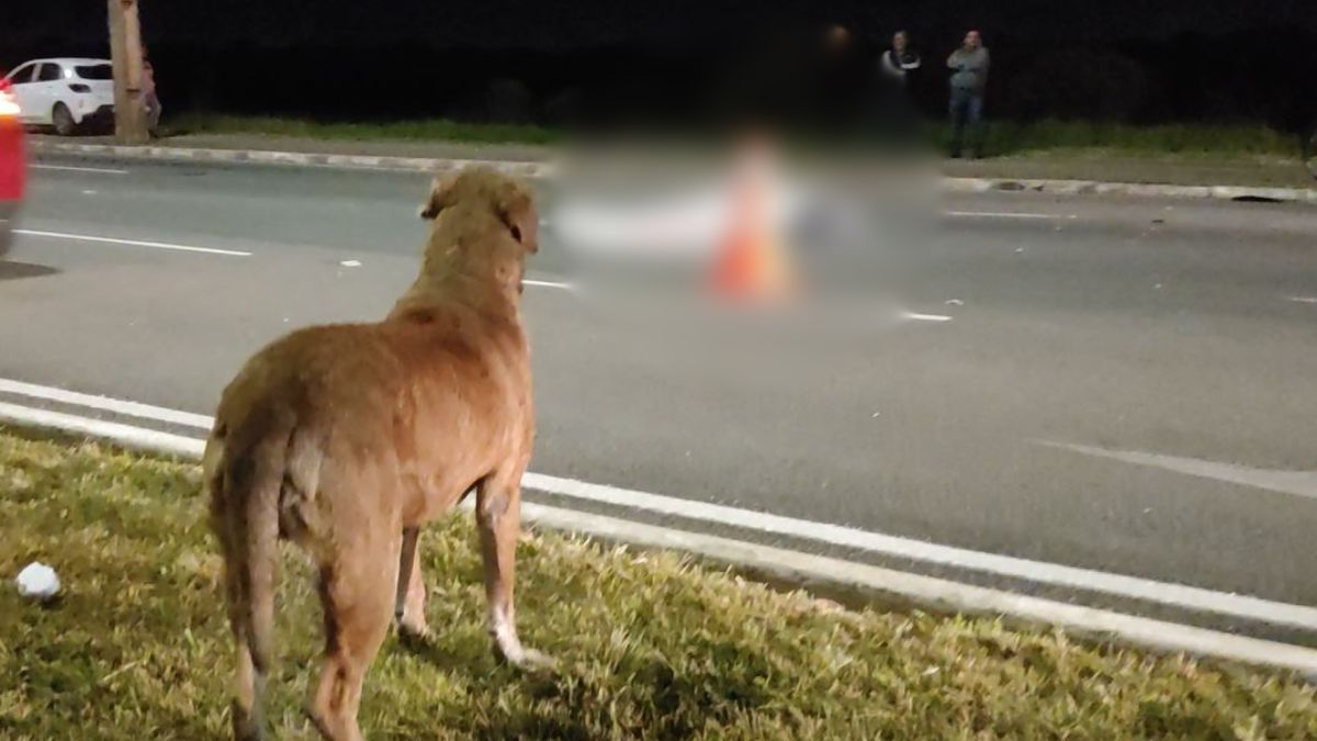 Último adeus: cão caramelo late próximo ao corpo do dono que morreu atropelado; Veja ao vídeo