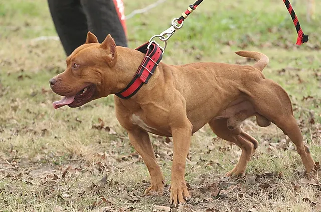 Homem usa pitbull para ameaçar familiares em PG