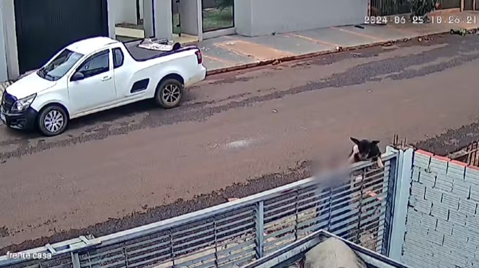 Idoso lança cadela por cima de portão e será indiciado por maus-tratos no Paraná