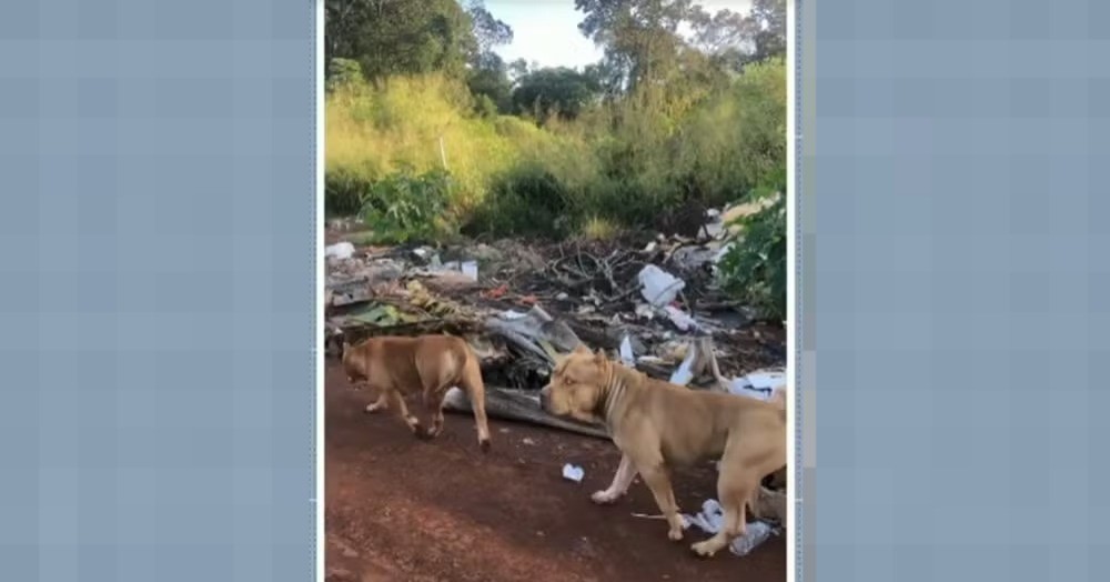 Mulher é atacada por dupla de pitbulls