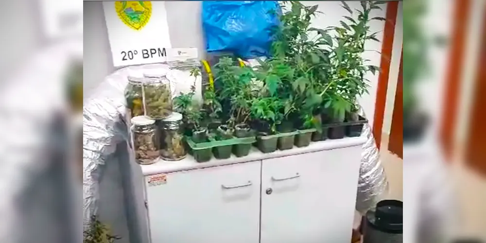 Homem é detido com 200 pés de maconha: ‘Para tratar hiperatividade’