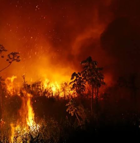 FAB lança 336 mil litros de água para combater incêndios no Pantanal