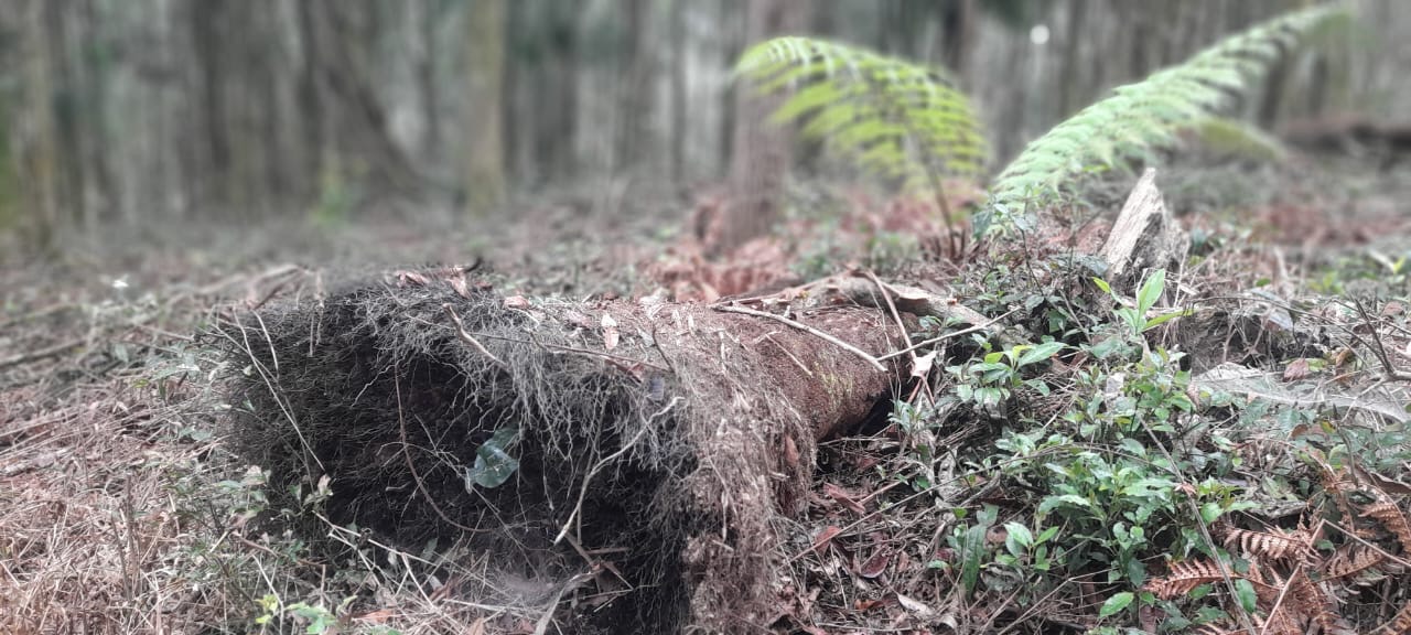 Força Verde autua proprietário por destruir mais de 5 hectares de vegetação nativa