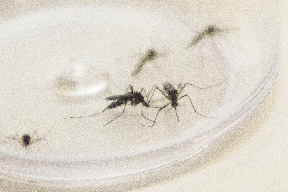 Ponta Grossa registra recorde histórico de casos de dengue no período de um ano