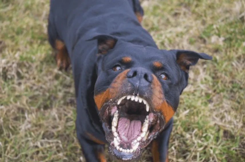 Cão da raça Rottweiller mata homem que praticava zoofilia em outro cachorro