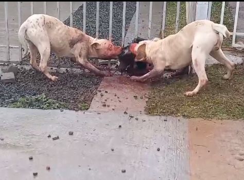 Vídeo: Pit Bulls devoram cão e tocam o terror em Ponta Grossa