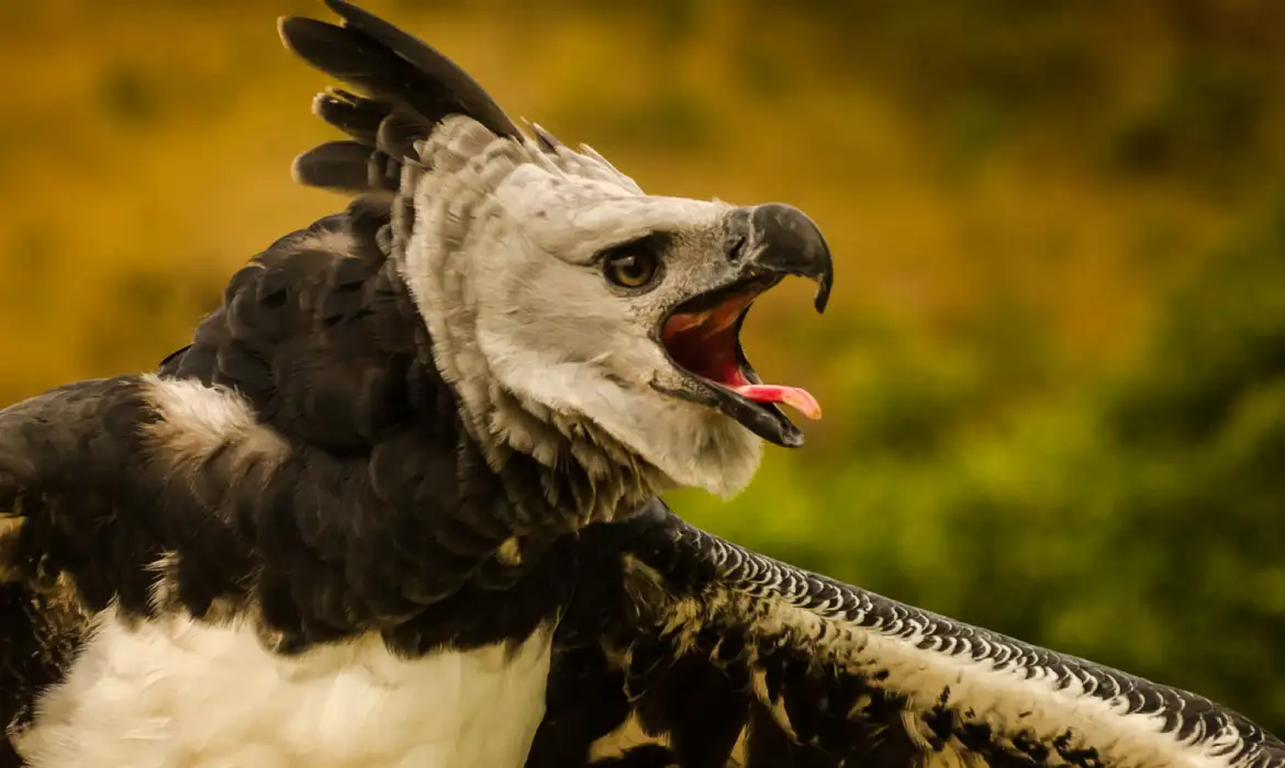 Fenômenos naturais põem em risco de extinção quase 4 mil espécies