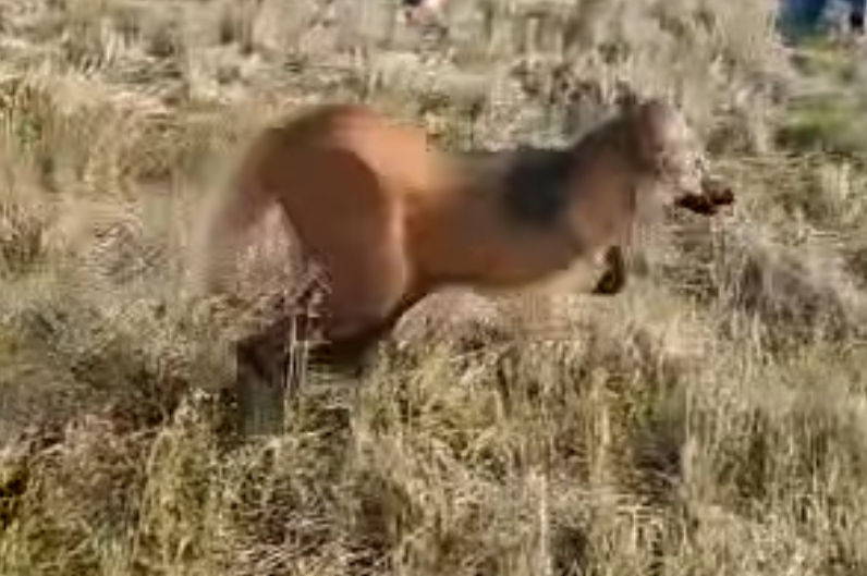 Lobo-guará é devolvido à natureza após aparecer dentro de empresa em Ponta Grossa