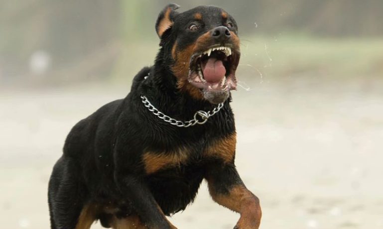 Pitbull e Rottweiler sem supervisão atacam no bairro Neves e dono é levado para a delegacia