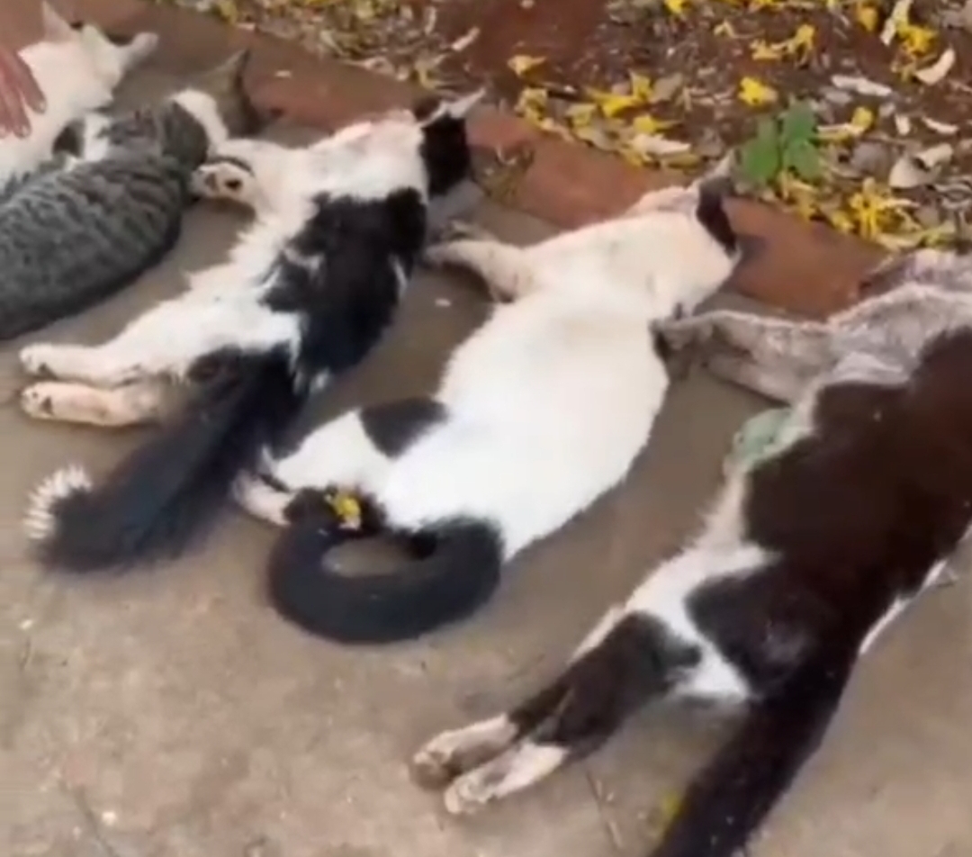 Vídeo: Envenenamento mata 7 gatos no São Francisco