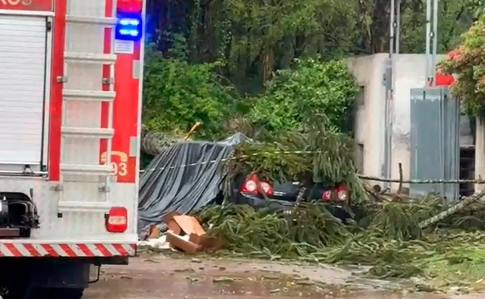 Homem morre após pinheiro cair sobre carro