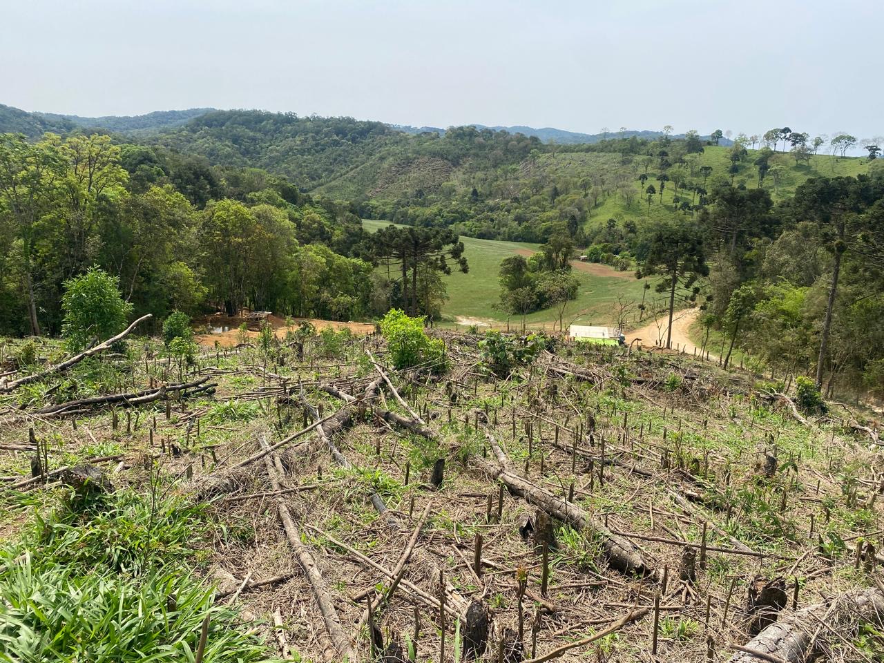 Polícia Ambiental autua proprietário em Castro por desmatamento ilegal de 7,87 hectares de Mata Atlântica