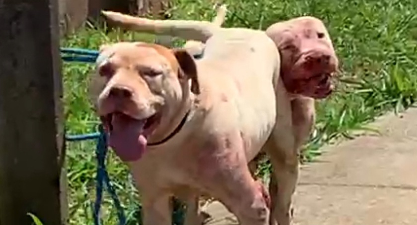 Vídeo: Cães da raça Pitbull são amarrados após matarem cachorro em Ponta Grossa