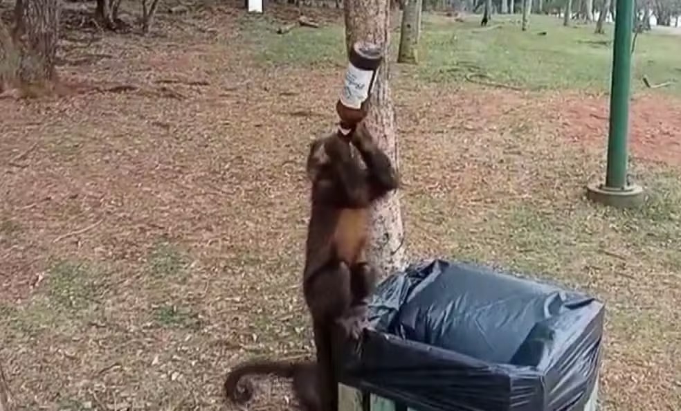 Macaco-prego é visto virando garrafa de cerveja em parque público do Paraná