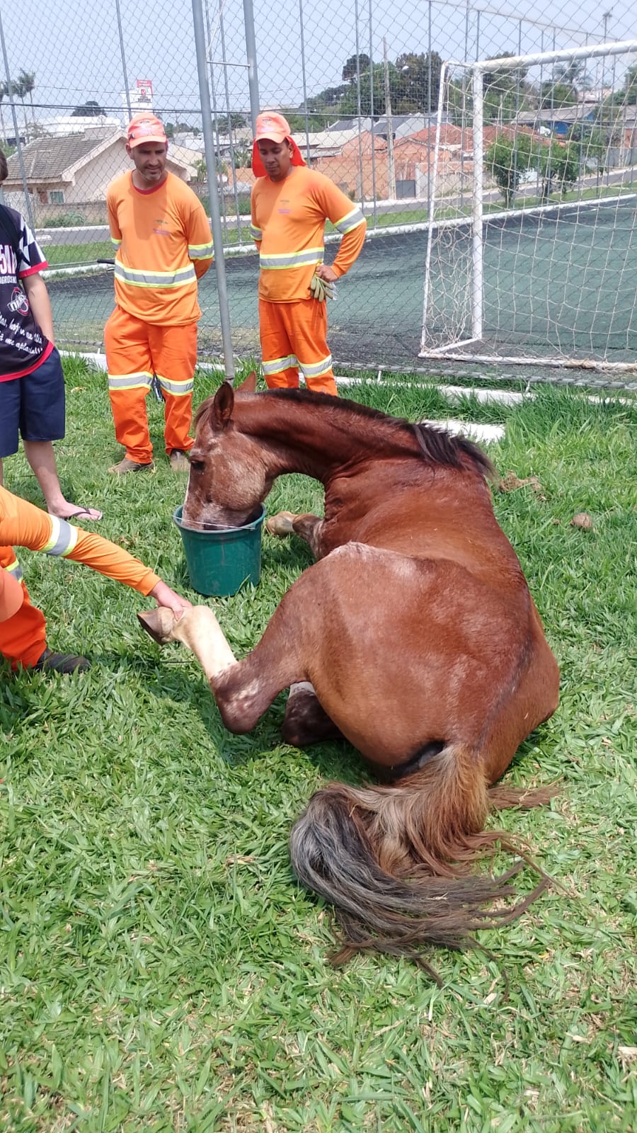 Égua abandonada em PG é sacrificada pelo CRAR