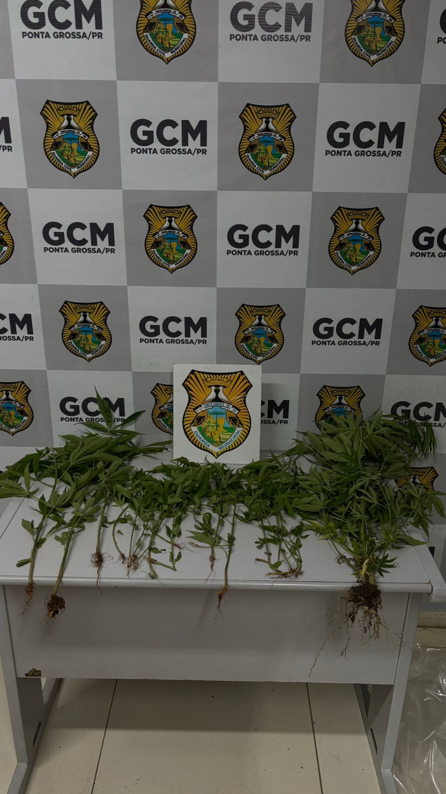 GCM apreende 19 pés de maconha durante patrulhamento em Ponta Grossa