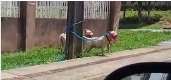 Dona de pittbulls que mataram outro cão, é penalizada pela polícia em Ponta Grossa