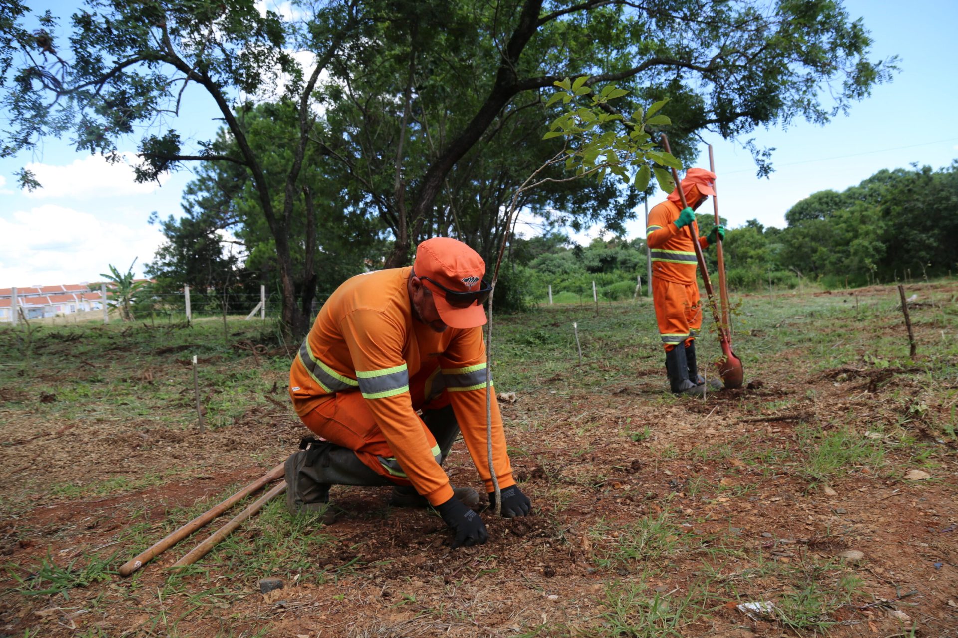 Parque de PG recebe mais de 700 mudas de árvores nativas