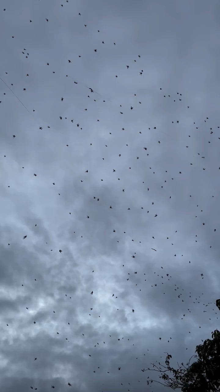 Chuva de aranhas tem intrigado internautas brasileiros; entenda o fenômeno