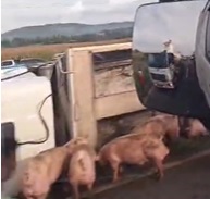 VÍDEO: Caminhão carregado com porcos tomba na PR-151 em Castro; vários animais morreram