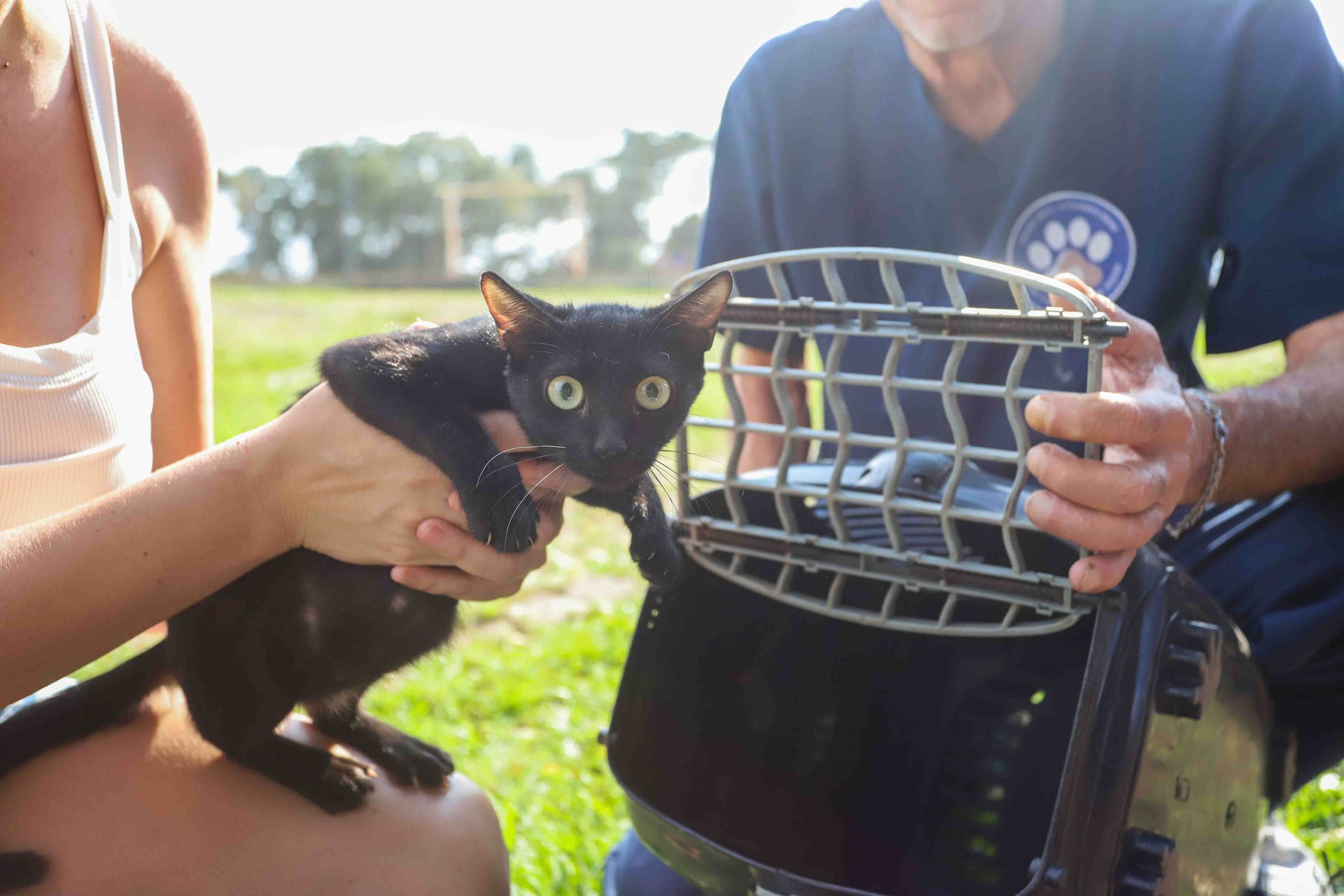 Governo do Paraná inicia campanha de castração gratuita de pets de famílias de baixa renda