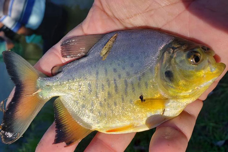 Programa Rio Vivo realiza soltura de peixes de nove espécies nativas nos rios do PR