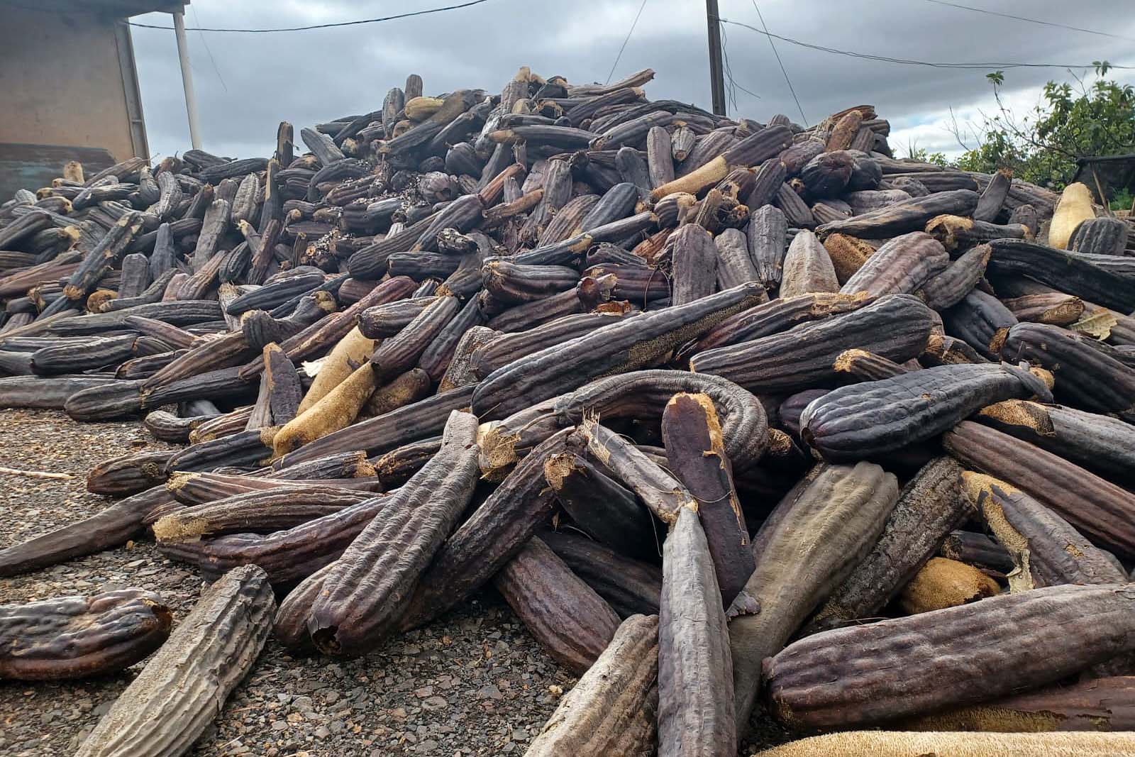 Que bucha é essa? Paraná é destaque na produção da planta, que chega a 41 municípios