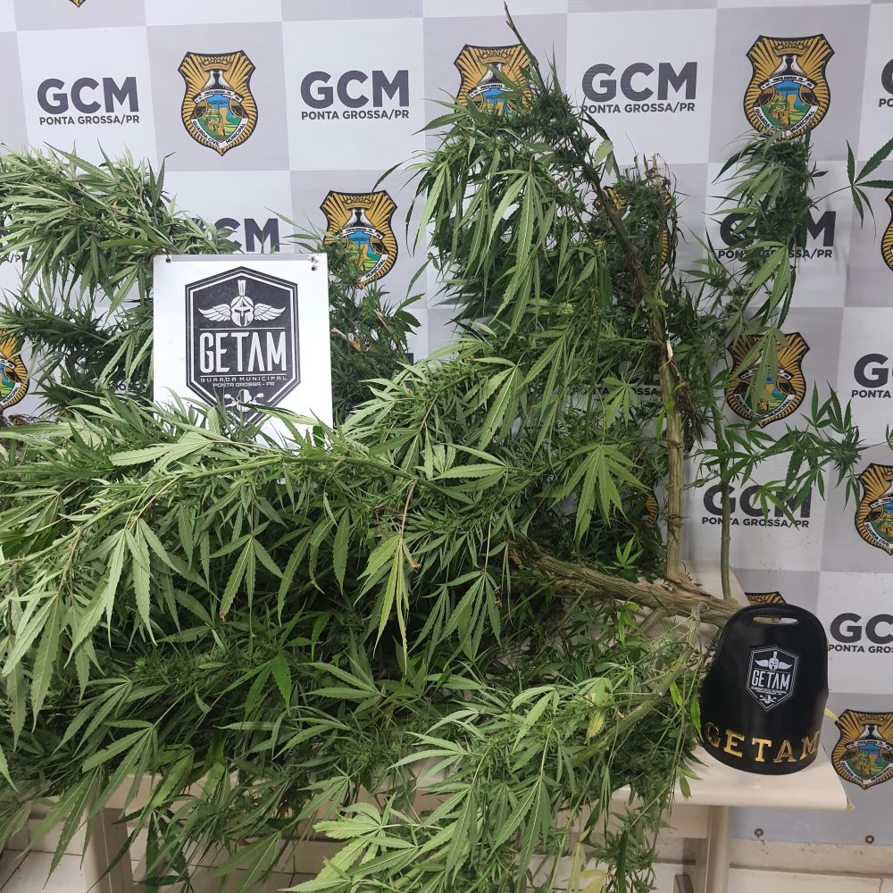 Plantação de maconha é encontrada pela GCM em bairro de PG