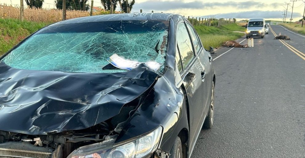 Carro colide contra cavalos em PG