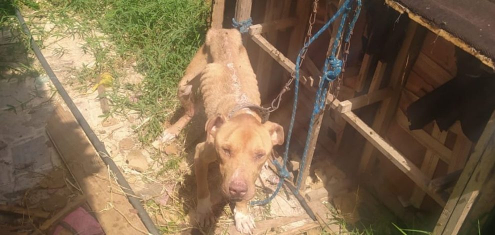 Grupamento de Atenção aos Maus-Tratos Animais salvam cão abandonado no bairro Neves