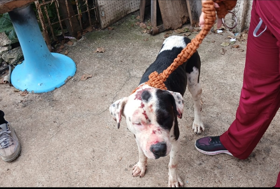 Abril Laranja: maus-tratos de animais não se limitam à agressão física, alerta PCPR
