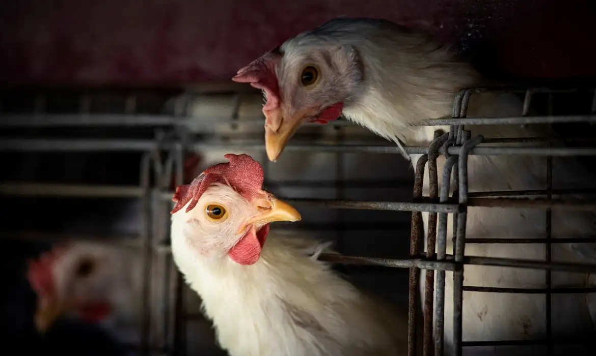 China, UE e Argentina suspendem compras de carne de frango do Brasil