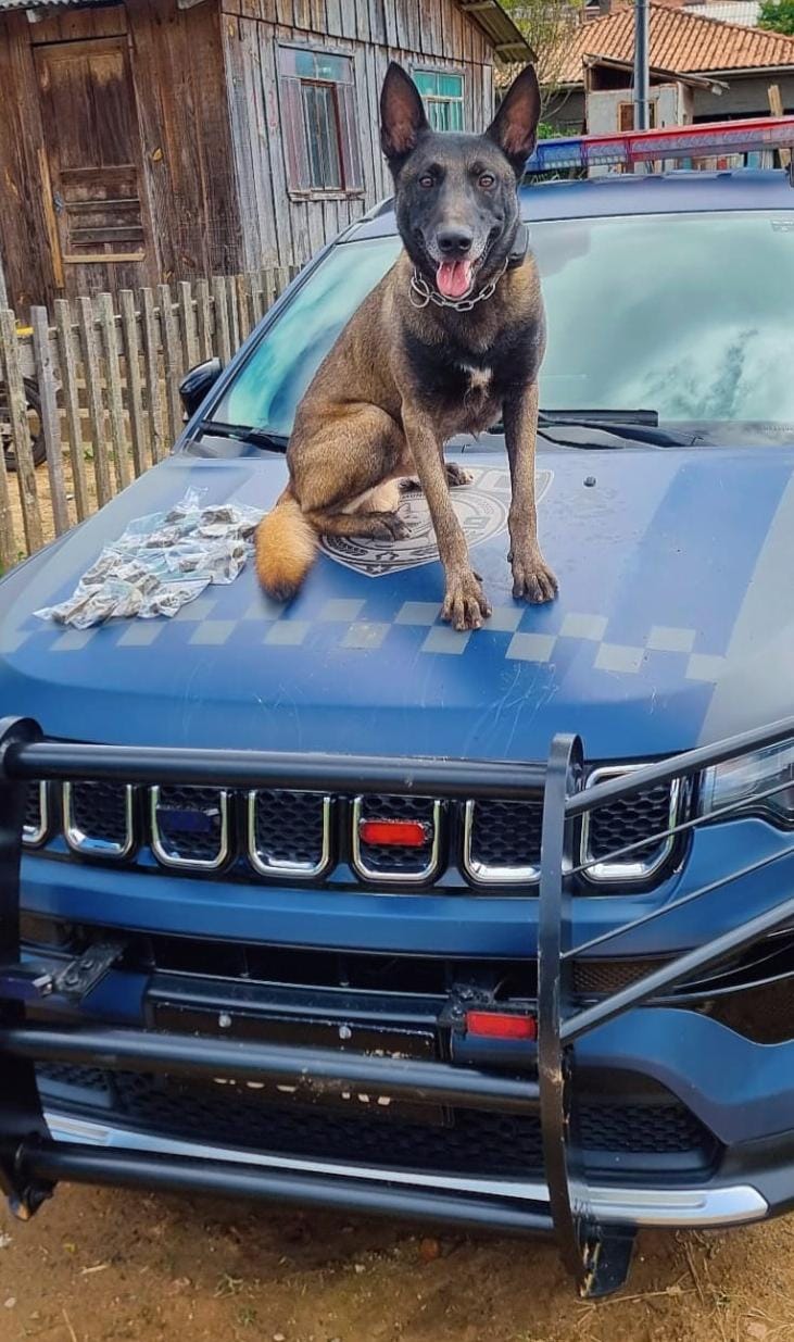 Cão farejador da GCM encontra 300 gramas de entorpecente no bairro Contorno, em PG