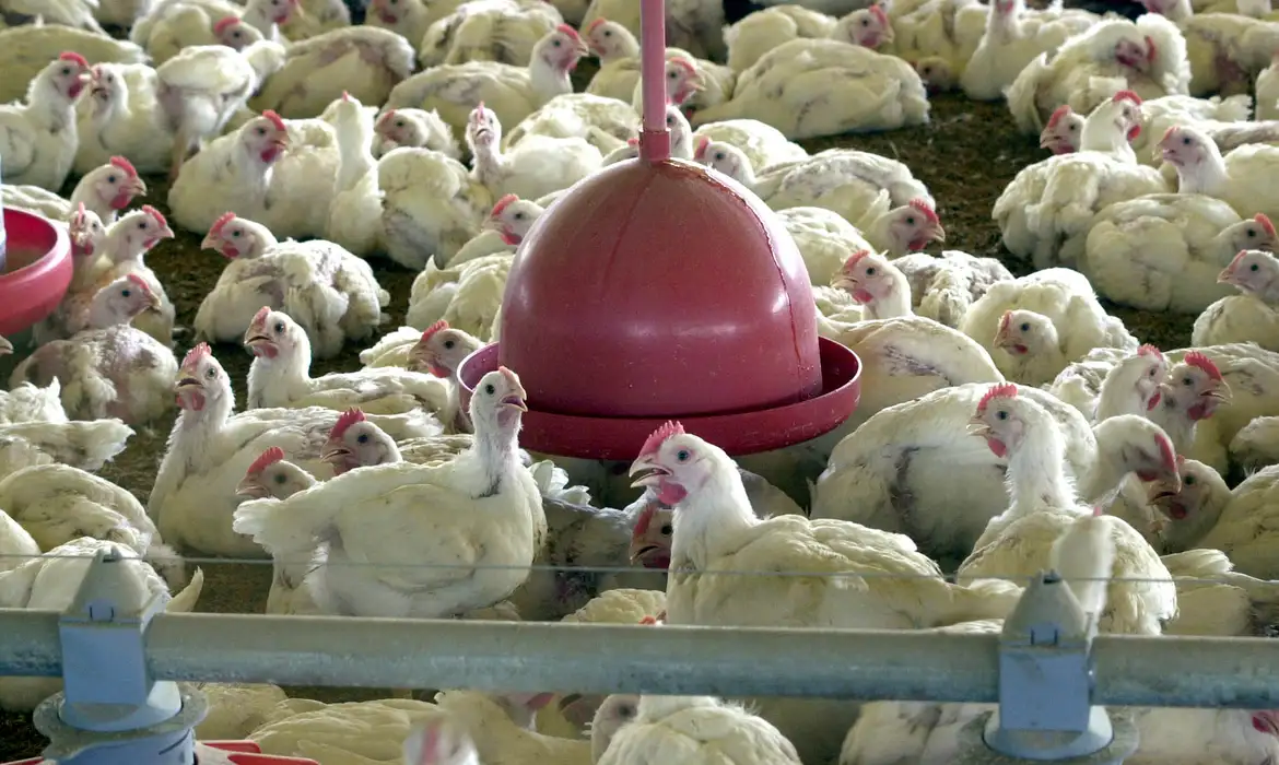 Agricultura confirma caso de gripe aviária na região Sul do BR
