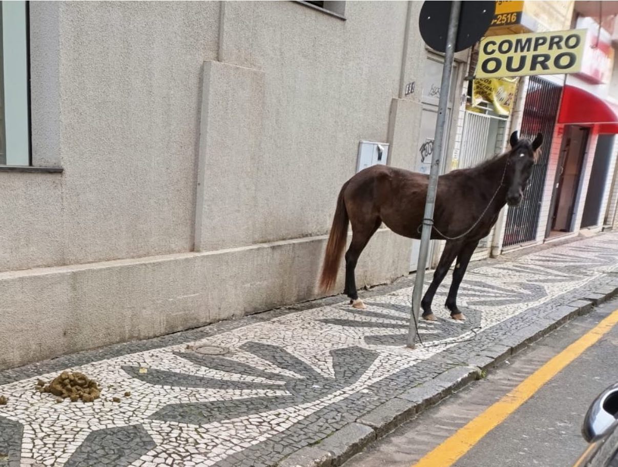 Cavalo amarrado em placa de trânsito chama atenção no Centro de Ponta Grossa