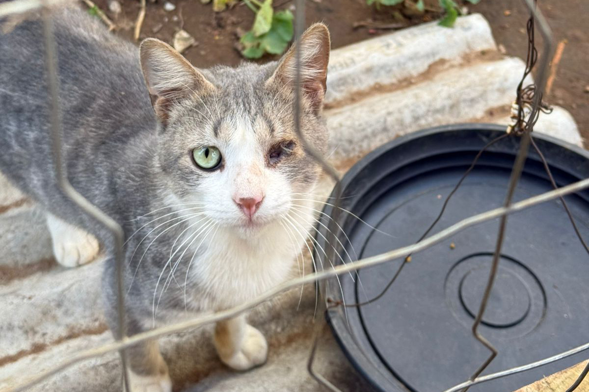 PCPR indicia dois homens por maus-tratos contra 12 gatos em Teixeira Soares