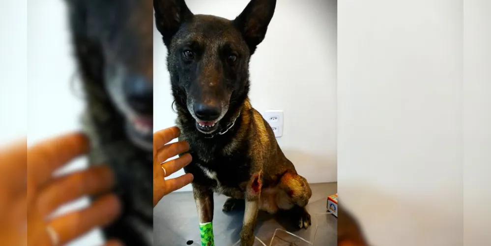 Cão farejador da GCM é atropelado no região central de PG
